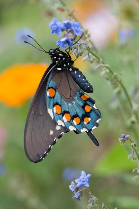 Close-up of Pipevine Swallow-tail; by Connie E - Flickr - Photo Sharing! Pretty Bugs, Pipevine Swallowtail, Bug Photography, Butterfly Habitat, American Meadows, Beautiful Butterfly Photography, Art Biz, Flying Flowers, Butterfly Photos