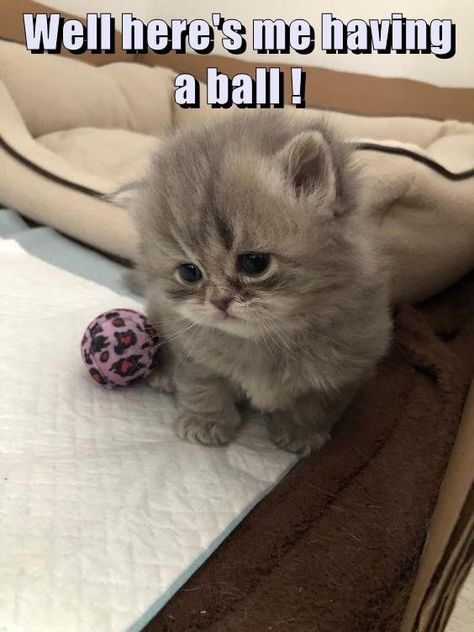 Miss U, Silly Cats Pictures, I Miss U, Funny Cat Memes, Cute Cats And Kittens, Cute Animal Videos, Silly Cats, Animal Quotes, Funny Animal Pictures