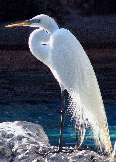 white w/o oil Psalm 104, White Heron, Snowy Egret, Heron Art, Great Egret, Coastal Birds, White Egret, Herons, Shorebirds