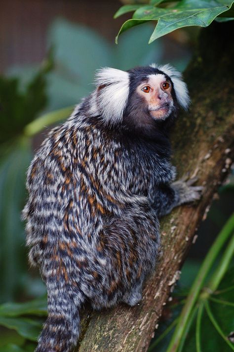 Common Marmoset, Monkey Species, Marmoset Monkey, Interesting Animals, Animal Activities, Unusual Animals, About Animals, Rare Animals, Silly Animals