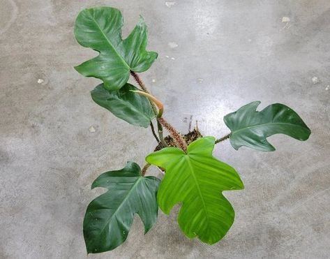 Philodendron squamiferum Care, Propagation, Prices - Homes Pursuit Philodendron Squamiferum, Air Layering, Garden Scissors, Mother Plant, Organic Matter, Plant Food, Rare Plants, Mini Garden, Live Plants