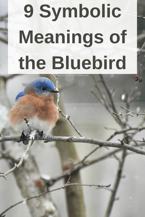 Blue Bird Quotes, Blue Bird Symbolism, Blue Bird Meaning, Bluetit Bird Tattoo, Eastern Bluebird Painting, Small Bluebird Tattoo, Bluebird Meaning, Bluebird Quotes, Bluebird Tattoo Meaning