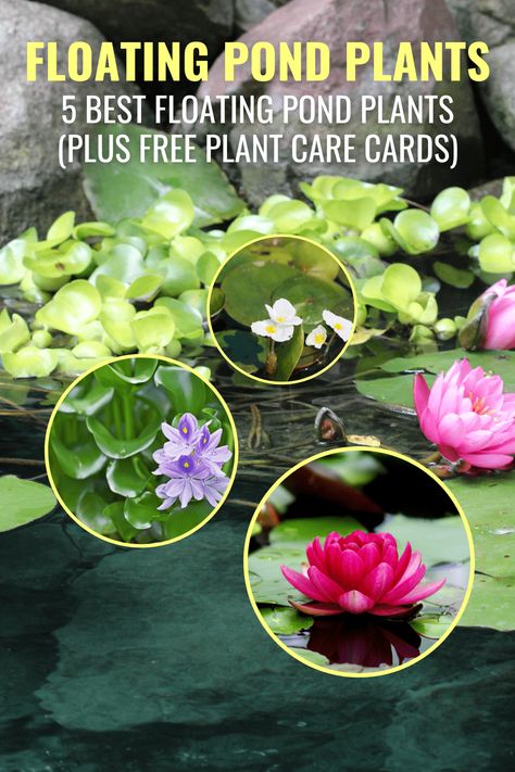 Diy Container Pond, Stock Tank Garden, Plant Care Cards, Water Plants For Ponds, Build A Pond, Small Garden Waterfalls, Small Backyard Ponds, Floating Pond Plants, Diy Water Feature