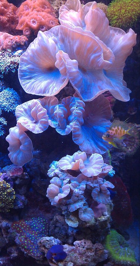 Ocean Aesthetic, Mermaid Core, Beautiful Sea Creatures, Mermaid Aesthetic, Underwater Life, Water World, Wallpaper Pastel, Aquatic Animals, Coral Reefs