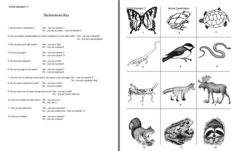 Here's A Dichotomous Key Activity On Animals Dichotomous Key, Sixth Grade Science, Life Science Activities, 7th Grade Science, Biology Lessons, Teaching Biology, Teaching Middle School, School Worksheets, School Related