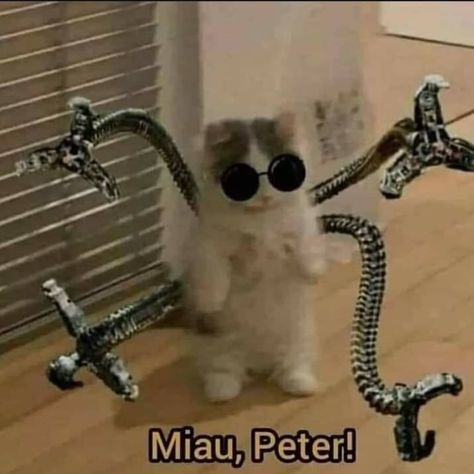 Spider Man Cat, Gato Pfp, Doctor Octavius, Spiderman Meme, Whatsapp Wallpapers Hd, Doc Ock, Spaider Man, Star Trek Funny, Am I Cute