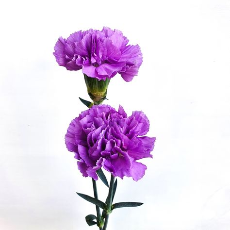 ✨️ Happy Weekend! ✨️ Some stunning Moon Series Carnations to brighten your Saturday morning! She's one of our favourite Carnations - these beauties come in shades of mauve, mid purple (pictured), and glorious deep purple 💜 #simcarnations #moonseries #moonseriescarnations #flowerlovers #numurkahflorist #flowersonmelville #flowersfortheweekend Shades Of Mauve, Purple Carnations, Saturday Morning, Happy Weekend, Deep Purple, Florist, Shades, Moon, Purple