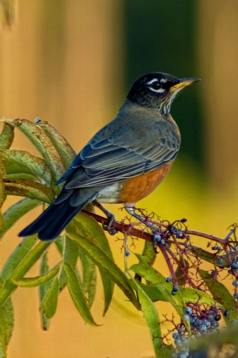 American Robin Bird, Birds Robin, Black Bird Tattoo, Pet Bird Cage, Bird Feather, American Robin, Bird Photos, Robin Bird, Washington Usa