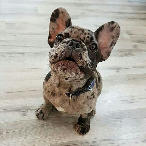 "Good morning human", a beautiful Merle French Bulldog Puppy ❤ Merle French Bulldog Puppy, Merle French Bulldog, Bulldog Francese, French Bulldog Puppy, Bull Dogs, French Bull, French Bulldog Puppies, Sweet Dogs, Cane Corso