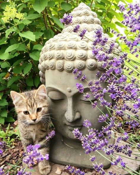 Cat Buddha, Garden Buddha, Kitten Costumes, Most Popular Cat Breeds, Kittens Coloring, Popular Cat Breeds, Cat Presents, Cat Pose, Cat Signs