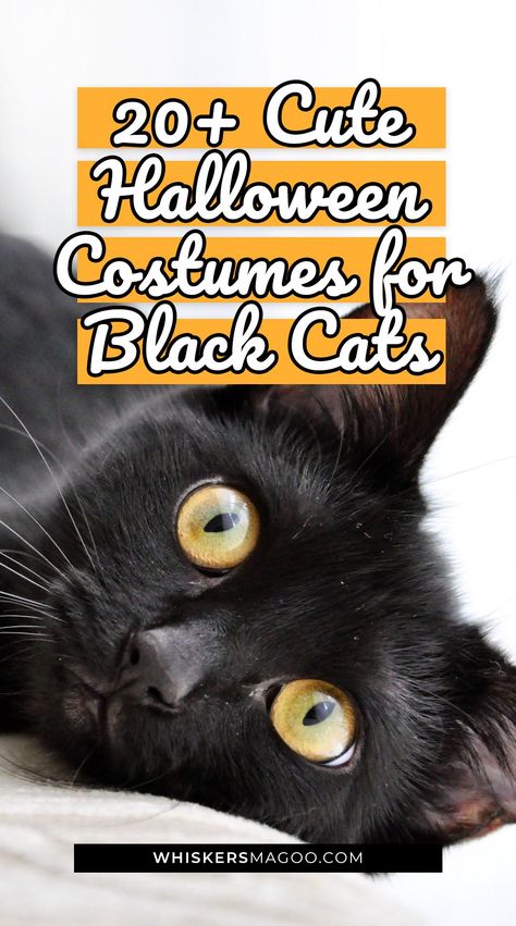 20+ Cute Halloween Costumes for Black Cats - From scary bats and spooky spiders, to vampires, witches, wizards and more, check out over 20 cute Halloween costumes for black cats right here! #blackcat #halloween #petcostume #catcostume Halloween Costumes For Cats Diy, Costumes For Cats Diy, Cat Halloween Costumes For Women, Cat Design Costume Accessories For Halloween Cosplay, Cat Costumes Women, Black Cat Halloween Costume Pet, Halloween Cat Design Costume Accessories For Cosplay, Halloween Costumes For Cats, Black Cat Design Costume Accessories For Cosplay