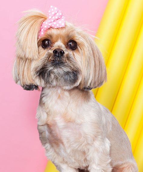 Dogs Hairstyles, Dog Hairstyle, Dog Haircut, Dog Instagram, Dog Haircuts, Instagram Hairstyles, In The Hospital, The Hospital, Best Hair