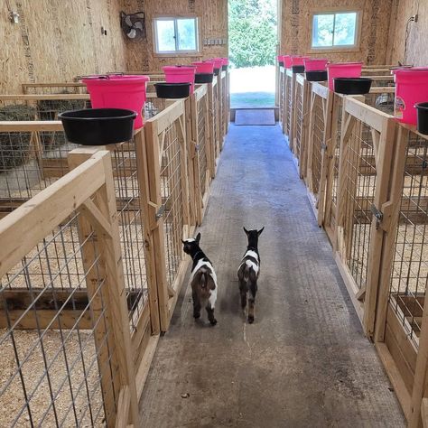 Farm Animals House Ideas, Lamb Stall Ideas, Small Farm Animal Pens, Goat And Sheep Together, Goat Housing Ideas, Goat House Ideas Buildings, Kidding Pens For Goats, Goat Incloser, Goat Pasture Ideas