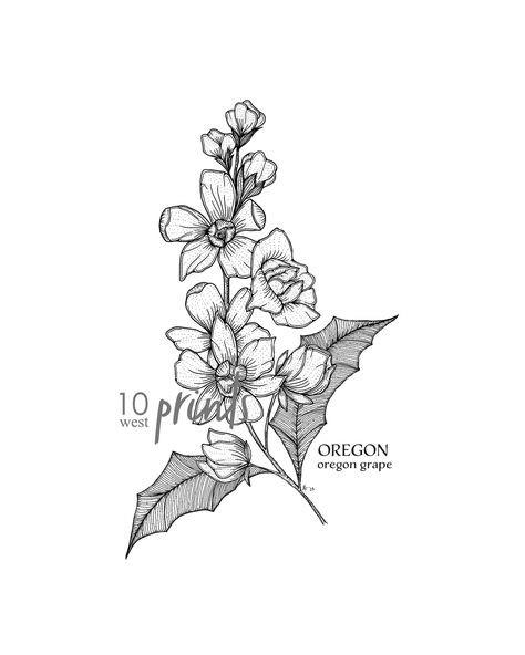 Oregon Grape Flower, Grape Tattoo, Grape Flower, Oregon Tattoo, Oregon Grape, Flower Tattoos, Flower Tattoo, Tatting, Oregon