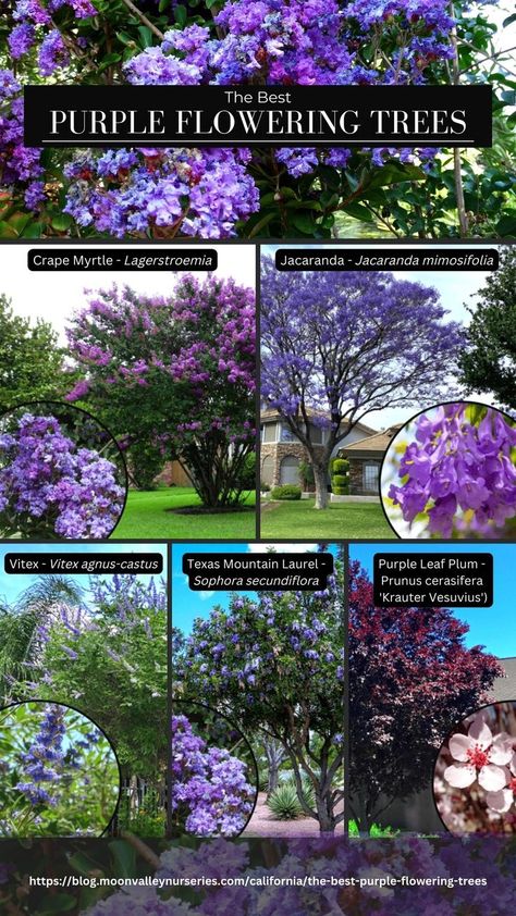 The best flowering trees for California Landscapes - Crape Myrtle (Lagerstroemia), Jacaranda (Jacaranda mimosifolia), Vitex (Vitex agnus-castus), Texas Mountain Laurel (Sophora secundiflora), Purple Leaf Plum (Prunus cerasifera 'Krauter Vesuvius') Purple Flowering Tree, Texas Mountain Laurel, Wise Tree, Agnus Castus, Patio Trees, Specimen Trees, Crape Myrtle, Light Pink Flowers, Fast Growing Trees