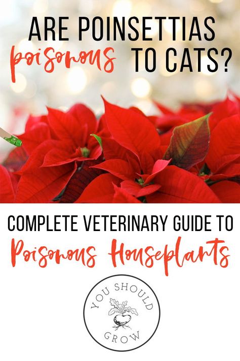 Although frequently accused of being poisonous, poinsettias are only mildly irritating to the oral cavity and gastrointestinal tract of cats and dogs.If your cat eats poinsettia leaves, you may notice that she starts drooling or even vomiting. Fortunately, the symptoms of poinsettia toxicity are mild and self-limiting. Poinsettia Leaves, Homestead Decor, Pregnancy Problems, Keeping Chickens, Poinsettia, Winter Holidays, Christmas Inspiration, Easy Crafts, Holiday Season