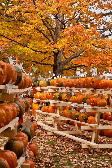 Pumpkin festival, Keene, Cheshire County, New Hampshire, NH, USA #NewHampshire   Re-pinned by www.avacationrental4me.com Pumpkin Festival, Orange Leaves, Pumpkin Ideas, Autumn Scenes, Fabulous Fall, Autumn Beauty, Fall Pictures, Fall Favorites, Autumn Aesthetic