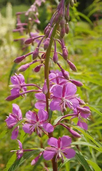 Colorado Flowers, Willow Herb, Portland Garden, September Flowers, Rose Bay, Moon Nursery, Rare Seeds, Bee Garden, Blooming Plants