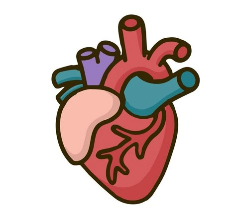 Human Heart Art, Heart Organ, Medical Stickers, Nurse Inspiration, Human Organ, Desain Editorial, Photo Logo Design, Happy Cartoon, Spirited Art