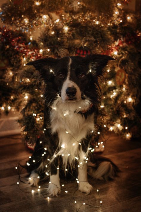 Christmas Card Pet Photo Ideas, Dog Christmas Aesthetic, Winter Dog Photography, Christmas Animals Aesthetic, Christmas Dog Pictures Photo Ideas, At Home Christmas Photoshoot With Dog, Christmas Dog Aesthetic, Christmas Pics With Dogs, Christmas Photoshoot Ideas With Dog