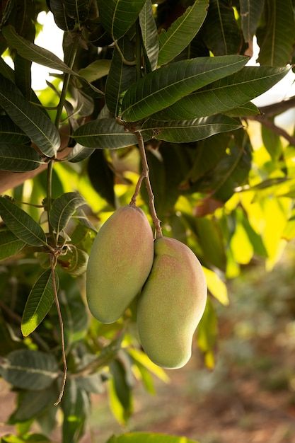 Mango Photoshoot Ideas, Mango Tree Photography, Mango Images, Mango Trees, Fruit Mango, Mango Smoothie Recipes, Mango Mango, Fruit Fresh, Asian Tea