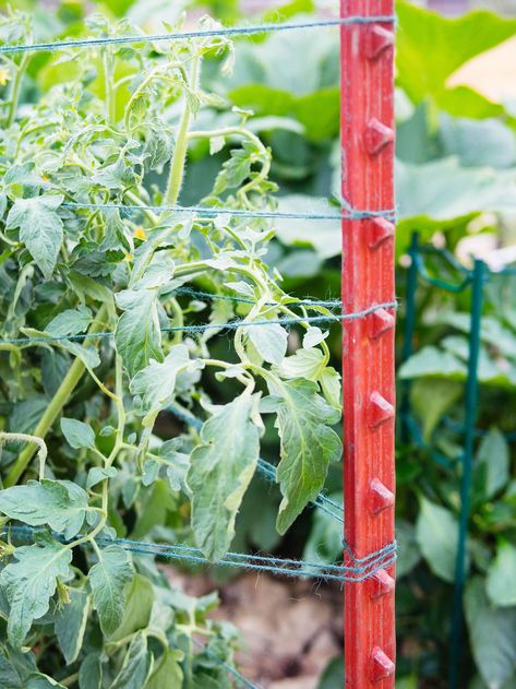 Florida Weave: A Better Way to Trellis Tomatoes Florida Weave Tomatoes, Trellis Tomatoes, Florida Weave, Garden Betty, Tomatoes Garden, Garden Improvement, Trellis System, Garden Plot, Trellis Netting