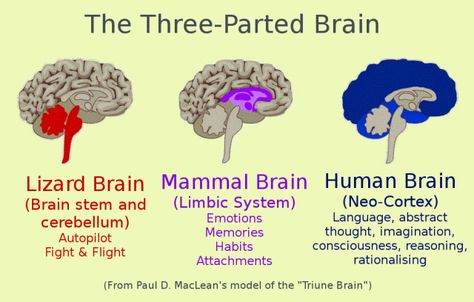 The Brain as a Model for Prophecy in Isaiah | The Island Parson Triune Brain, Brain Anatomy And Function, Reptilian Brain, Brain Models, Education Games, Psychology Studies, Brain Facts, Limbic System, Brain Anatomy