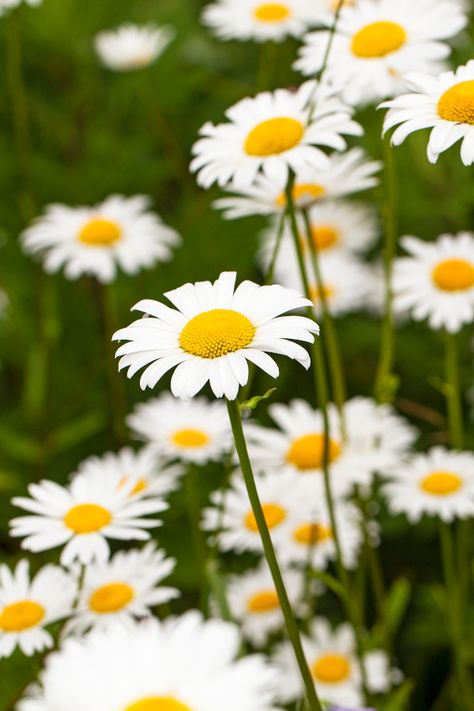 Perenial Flowers, Chamomile Growing, Chamomile Plant, Lavender And Chamomile, Lavender Plant, Tea Garden, Door Makeover, Growing Herbs, Unique Doors