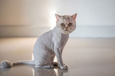 Persian Cat Grooming, Cat Lion Haircut, Lion Cut Cat, Cat Lion Cut, Cat Grooming Styles, Cat Haircut, Cat Teddy Bear, Moose Animal, Cat Groomer