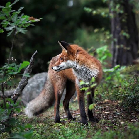 Photos of Forest Animals by Joachim Munter Animals In Action Photography, Deciduous Forest Animals, Fox In Forest, Animal Whisperer, Forest Dweller, Fox Wallpaper, Deciduous Forest, Animals Forest, Fox Photography