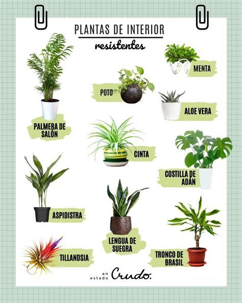 7 Ideas De Plantas Buenas Y Malas | Plantas, Jardineria Y Plantas Interior, Plant Care Houseplant, Vegetable Garden Diy, Inside Plants, Plant Guide, Plant Decor Indoor, House Plants Decor, Small Backyard Patio, Green Life