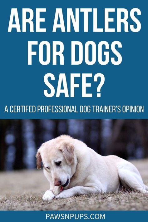 Are Antlers For Dogs Safe? - A Certified Professional Dog Trainer's Opinion - Yellow Lab chewing on antler in a field. First Time Dog Owner, Dog Skin Allergies, New Puppy Checklist, Best Treats For Dogs, Dog Antlers, Medication For Dogs, Nice Teeth, Bring Them Home, Dog Allergies