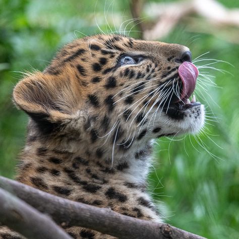 D50_5180 | Amur Leopard cub "Zorinka" at the San Diego Zoo, … | Flickr Elephant Shrew, Amur Leopard, Leopard Cub, Born In February, Tasmanian Devil, San Diego Zoo, February 2023, Leopards, Otters