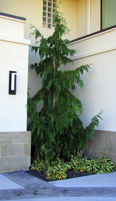 Weeping Alaskan Cedar Weeping Alaskan Cedar, Evergreen Landscape, Conifers Garden, Front Landscaping, Cedar Trees, Front Entrance, Ornamental Trees, Home Landscaping, House Landscape