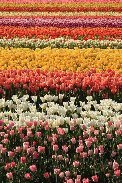 This is NOT a Dutch field....! >> Skagit Valley Tulip Festival, Mount Vernon, Washington Skagit Valley Tulip Festival, Colorful Tulips, Skagit Valley, Tulip Festival, Tulip Fields, Pretty Plants, Tulips Flowers, Beautiful Blooms, Flower Field