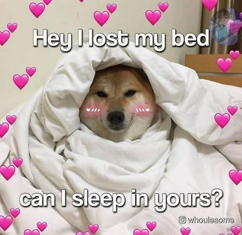 Cute Animal Memes, Cute Messages, Love My Boyfriend, My Bed, Silly Animals, Humor Memes, Wholesome Memes, Cute Memes, Love Memes