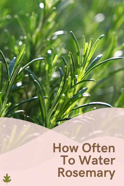 Rosemary Plant Landscaping, Rosemary Plant Indoors, Rosemary Care, Rosemary Plant Care, Rosemary Plants, Parsley Recipes, Succulent Potting Mix, Rosemary Herb, Rosemary Water