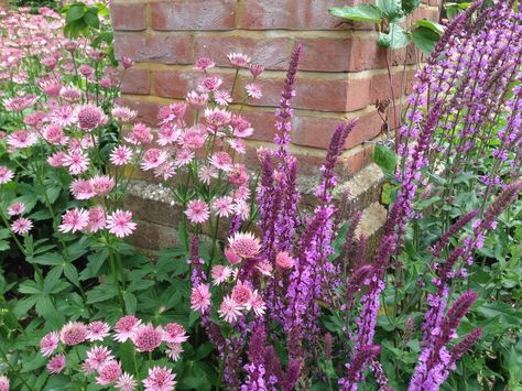 Astrantia Roma and Salvia 'Amethyst'. Salvia Amethyst, Astrantia Roma, Planting Companions, Cottage Gardening, Pathway Garden, Shed Landscaping, Setting Inspiration, Manor Farm, Pollinator Garden