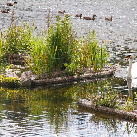 Habitat Creation - Biomatrix Riparian Landscape, Floating Wetland, River Restoration, Aquatic Habitat, Floating Gardens, Graduation Inspiration, Habitats Projects, Curtin University, Landscape Architecture Plan