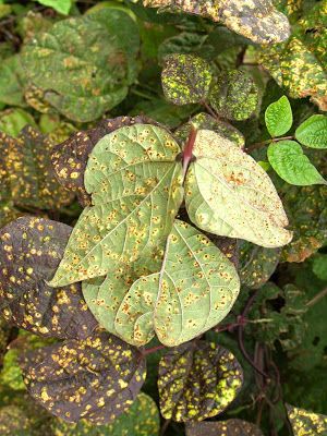 Florez Nursery: Plant pathology:Bean rust, Uromyces appendiculatus... Nursery Plant, Plant Pathology, Plant Problems, Vegetable Garden, Green Beans, Plant Leaves, Grapes, Rust, Nursery