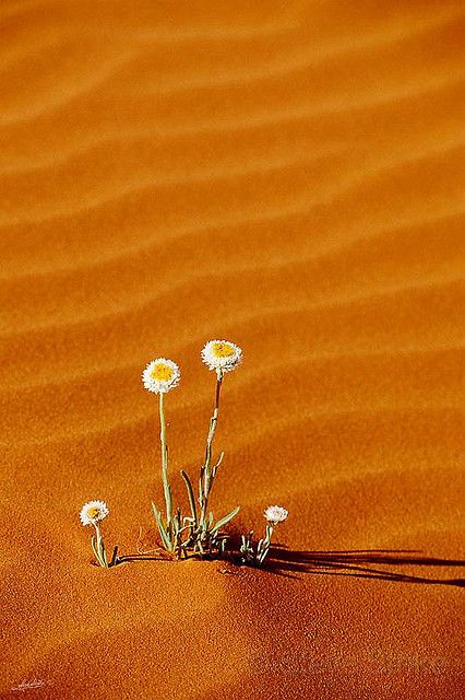 "Poached Egg" Daisies - Australia Deserts Of The World, Desert Life, Desert Flowers, Desert Sand, Desert Landscaping, The Sand, Amazing Nature, Mother Nature, Beautiful Photo