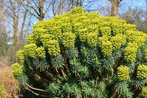 Euphorbia Flower, Perennial Bushes, Euphorbia Polychroma, Euphorbia Plant, Silver Plant, Small Yellow Flowers, Deer Resistant Plants, Plants Growing, Succulent Soil