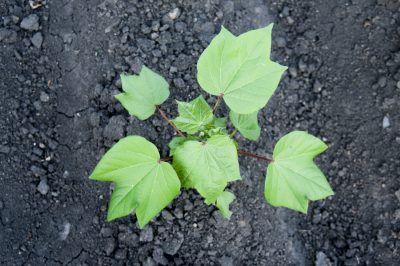 Cotton Seed Placement: How To Plant A Cotton Seed - Cotton plants are actually quite attractive. Your neighbors will ask about this unique garden plant, and they won’t believe it when you tell them what you’re growing. Find out how to sow cotton seeds in this article. Container Planting, Air Purifying House Plants, Japanese Maples, Japanese Maple Tree, Cotton Plant, Garden Containers, Vegetable Garden Design, Unique Gardens, Seed Pods