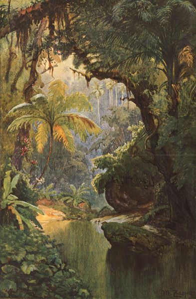 Brazil Tropical, Tropical Rain Forest, Jungle Mural, Jungle Illustration, Jungle Art, Art Tropical, 수채화 그림, Rain Forest, In The Jungle