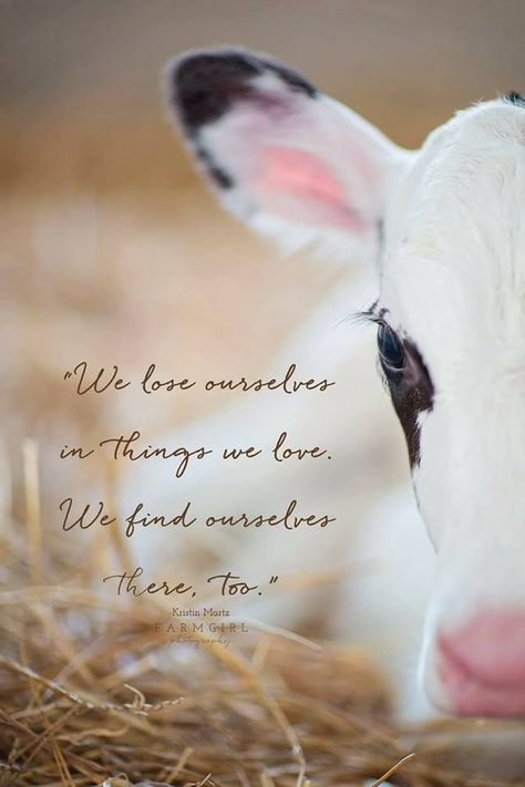 Cows Quotes, Cattle Quotes, Cow Quotes, Farm Quotes, Farm Projects, Cow Pictures, Quotes About Photography, Happy Wife, Farm Girl