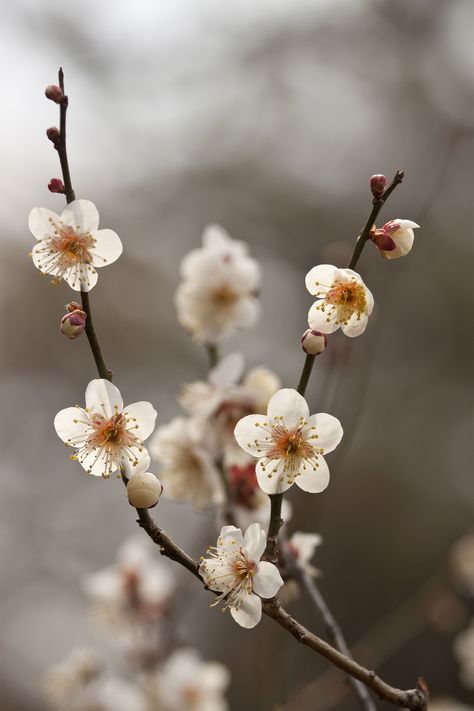 Yeosu, Kim Chi, Spring Wallpaper, Spring Vibes, Plum Blossom, Flowers Nature, Flowers Photography, Iphone Background, 그림 그리기