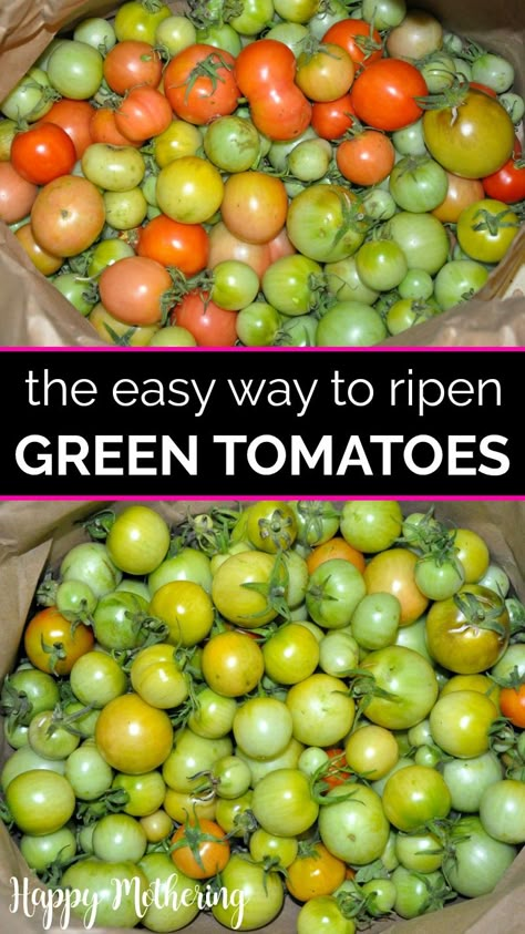 If you're growing tomatoes in your garden and you're getting an early frost, you may be wondering what to do. Learn how to ripen green tomatoes indoors with this easy method. It's the easiest and best way to ripen green tomatoes. Get ripe, red, juicy tomatoes with our easy method for backyard gardeners. Lots of tips and tricks included as well as a list of methods that work besides my favorite! Plus tips on how to can tomatoes and what to make with them. Green Tomatoes Recipes, How To Ripen Tomatoes, Canning Green Tomatoes, Ripen Green Tomatoes, Preserving Fruit, Gardening Tomatoes, Fried Green Tomatoes Recipe, Homestead Gardening, Tomatoes Recipes