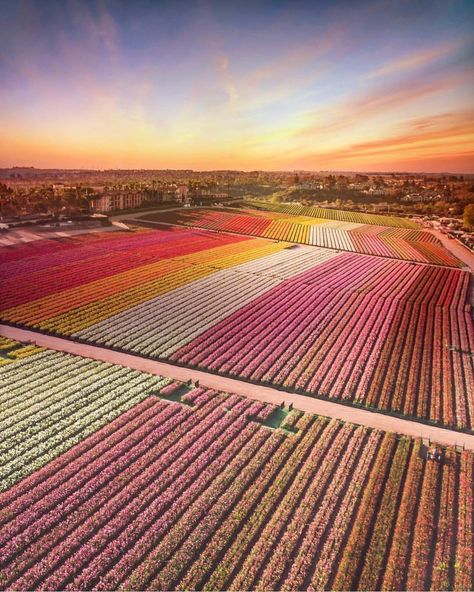 The Flower Fields at Carlsbad on Instagram: “The Fields in full bloom look unreal! We will be open rain or shine this week🌤 Hope you can stop in to witness it for yourself🌷🥰 (📸:…” Flower Fields Carlsbad, San Diego Bucket List, Carlsbad Flower Fields, Carlsbad California, Ranunculus Flowers, Farm Field, Pool Construction, Visit California, California Love