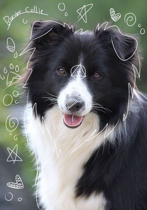 Border Collie Therian, Border Collie Therian Mask, Border Collie Aesthetic, Therian Types, Therian Aesthetic, Wolf Therian, Therian Pfp, Border Collie Art, Therian Stuff