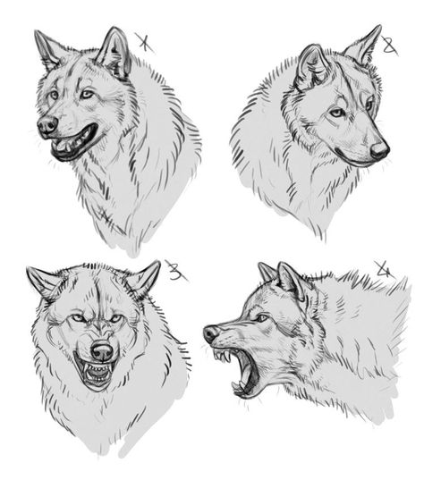 Wolf Poses, Wolf Sketch, Animal Sketch, Canine Drawing, Wolf Artwork, Werewolf Art, Canine Art, Wolf Drawing, 캐릭터 드로잉